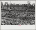 Mark Parker and son working in garden, Gees Bend, Alabama