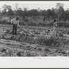 Mark Parker and son working in garden, Gees Bend, Alabama