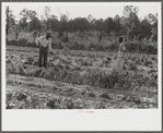 Mark Parker and son working in garden, Gees Bend, Alabama
