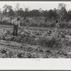 Mark Parker and son working in garden, Gees Bend, Alabama