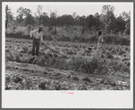 Mark Parker and son working in garden, Gees Bend, Alabama