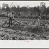 Mark Parker and son working in garden, Gees Bend, Alabama