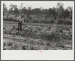 Mark Parker and son working in garden, Gees Bend, Alabama