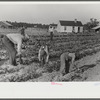 The field supervisor helps and teaches younger children in demonstration of a cooperative garden. Gees Bend, Alabama