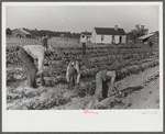 The field supervisor helps and teaches younger children in demonstration of a cooperative garden. Gees Bend, Alabama