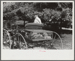 Farmer who comes to town on Saturday afternoon to sell his chickens from door to door. Greene County, Georgia