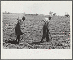 Fanny Lowe's family chopping cotton on Flint River Farms, Georgia