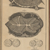 Two views of a non-descript Tortoise