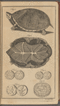 Two views of a non-descript Tortoise