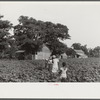 Pauline Clyburn's children, rehabilitation borrowers, coming out of field, Manning, Clarendon County, South Carolina
