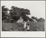 Pauline Clyburn's children, rehabilitation borrowers, coming out of field, Manning, Clarendon County, South Carolina