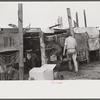 Strawberry pickers near Lakeland, Florida (see general captions no. 3 and no. 4)