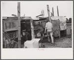 Strawberry pickers near Lakeland, Florida (see general captions no. 3 and no. 4)