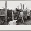 Strawberry pickers near Lakeland, Florida (see general captions no. 3 and no. 4)