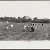 Strawberry pickers near Lakeland, Florida (see general captions no. 3 and no. 4)