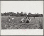 Strawberry pickers near Lakeland, Florida (see general captions no. 3 and no. 4)