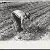 Strawberry pickers near Lakeland, Florida (see general captions no. 3 and no. 4)