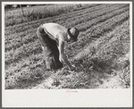 Strawberry pickers near Lakeland, Florida (see general captions no. 3 and no. 4)