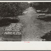Orange grove near Lakeland, Florida