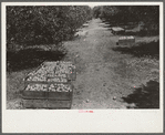 Orange grove near Lakeland, Florida