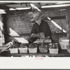 Strawberry pickers near Lakeland, Florida (see general captions no. 3 and no. 4)