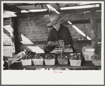 Strawberry pickers near Lakeland, Florida (see general captions no. 3 and no. 4)