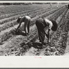 Strawberry pickers near Lakeland, Florida (see general captions no. 3 and no. 4)