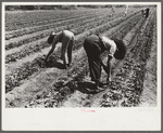 Strawberry pickers near Lakeland, Florida (see general captions no. 3 and no. 4)