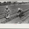 Strawberry pickers near Lakeland, Florida (see general captions no. 3 and no. 4)