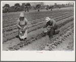 Strawberry pickers near Lakeland, Florida (see general captions no. 3 and no. 4)