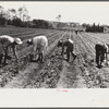 Strawberry pickers near Lakeland, Florida (see general captions no. 3 and no. 4)