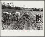 Strawberry pickers near Lakeland, Florida (see general captions no. 3 and no. 4)