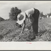 Strawberry pickers near Lakeland, Florida (see general captions no. 3 and no. 4)