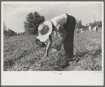 Strawberry pickers near Lakeland, Florida (see general captions no. 3 and no. 4)