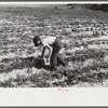 Strawberry pickers near Lakeland, Florida (see general captions no. 3 and no. 4)