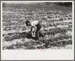 Strawberry pickers near Lakeland, Florida (see general captions no. 3 and no. 4)