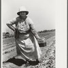 Strawberry pickers near Lakeland, Florida (see general captions no. 3 and no. 4)