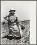 Strawberry pickers near Lakeland, Florida (see general captions no. 3 and no. 4)