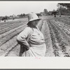 Strawberry pickers near Lakeland, Florida (see general captions no. 3 and no. 4)