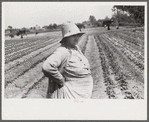 Strawberry pickers near Lakeland, Florida (see general captions no. 3 and no. 4)