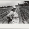 Strawberry pickers near Lakeland, Florida (see general captions no. 3 and no. 4)