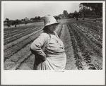 Strawberry pickers near Lakeland, Florida (see general captions no. 3 and no. 4)