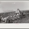 Discing the black mulch land before planting sugarcane for United States Sugar Corporation near Clewistown, Florida