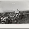 Discing the black mulch land before planting sugarcane for United States Sugar Corporation near Clewistown, Florida