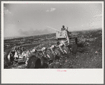 Discing the black mulch land before planting sugarcane for United States Sugar Corporation near Clewistown, Florida