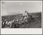 Discing the black mulch land before planting sugarcane for United States Sugar Corporation near Clewistown, Florida