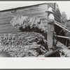 Sharecropper family near Manning, South Carolina. One of the sons is "putting in" tobacco