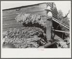Sharecropper family near Manning, South Carolina. One of the sons is "putting in" tobacco