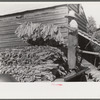Sharecropper family near Manning, South Carolina. One of the sons is "putting in" tobacco