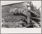 Sharecropper family near Manning, South Carolina. One of the sons is "putting in" tobacco